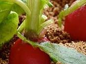 Radis vivants pleine terre illusion parfaite pour surprendre invités