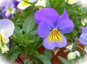 Bourse plantes demain Eccica Suarella