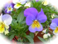 Bourse aux plantes demain à Eccica Suarella