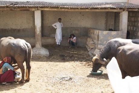 Une Plongée dans le Lait en Inde