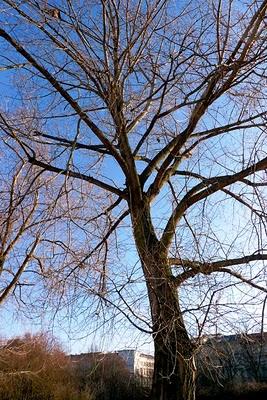 Des arbres berlinois