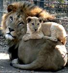 Lions