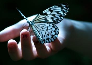 Ce papillon (Ping Hsin)