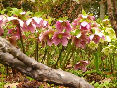 helleborus1.jpg