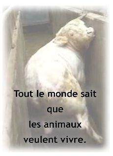 _cid_2ca53c97ad0e58221d83c4dd972a7188_newsletter_veggiepride