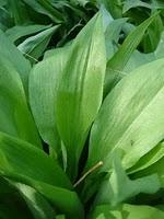 Ail des ours en veux-tu en voilà!