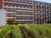 pépinière urbaine récompensée prix artistique COAL