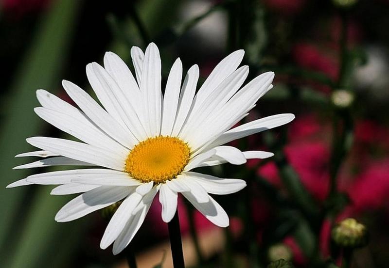 Fière marguerite (Edmond Jabès)