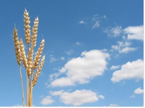 champs blé Dossier   LAgriculture Bio en quelques mots ...