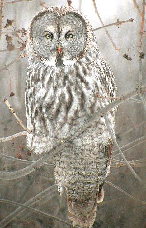 Chouette (Edmond Jabès)