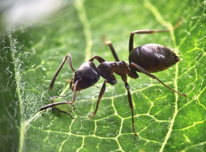 La fourmi (Edmond Jabès)