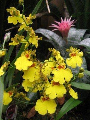 Orchidées Mancieulles