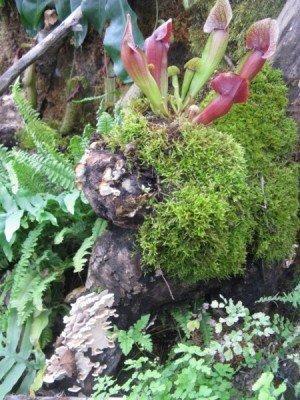 Les tropiques à Mancieulles