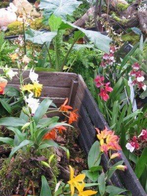 Orchidées aux serres de Mancieulles