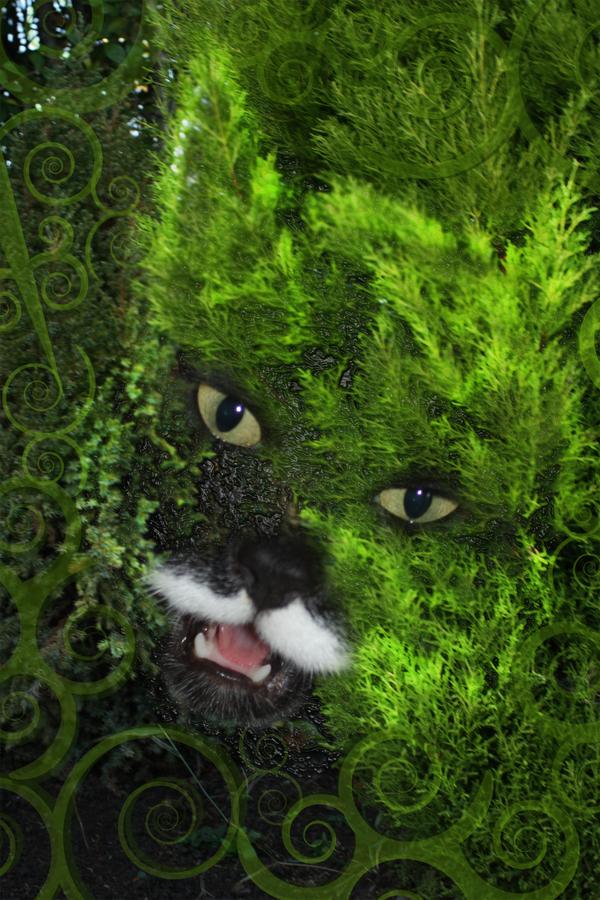 Vanishing Cheshire Cat