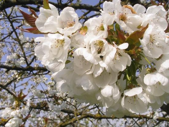 fleurs de cerisier - fleurs  de  cerisier au printemps