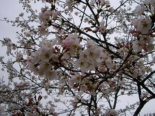 Hanami, cerisiers en fleur, annonce d'un évènement