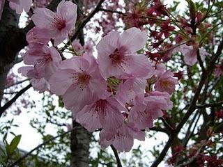 Hanami, cerisiers en fleur, annonce d'un évènement
