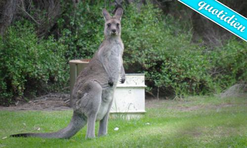 Eastern Grey Kangaroo