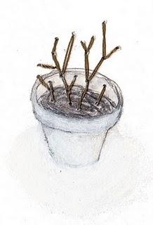 bêchage et tomates empotées.