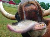 logements pour francophones dans Flandres