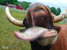 Pas de logements pour les francophones dans les Flandres