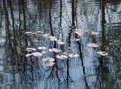 oiseaux nous attendent pour crier (Georges Jean)