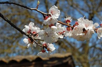 des fleurs...! des fleurs!