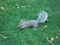 Les écureuils de central park sont tristes le lundi
