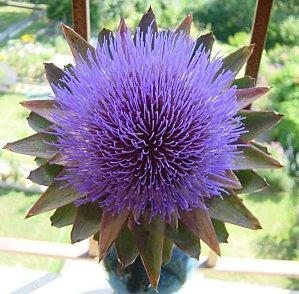 fleur-d-artichaud1.jpg