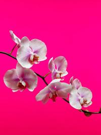 Soin spécial orchidée