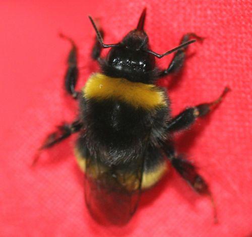 bombus ter 3 juin 2008 011.jpg