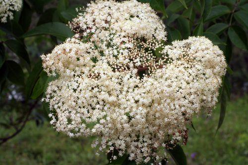 adams corymbe 22 juin 047.jpg