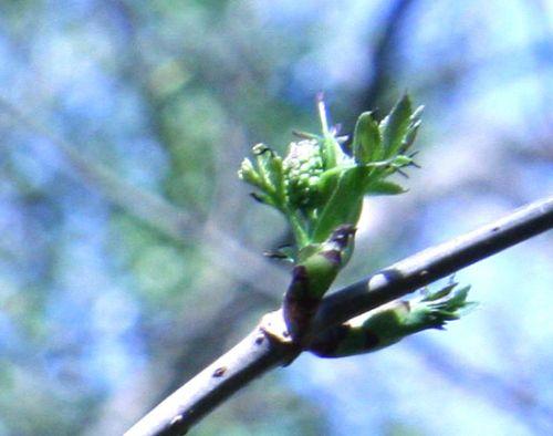 tigranii bourg fl veneux 22 mars 025.jpg