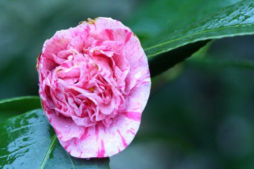 lavinia fleur 20 mars 035.jpg