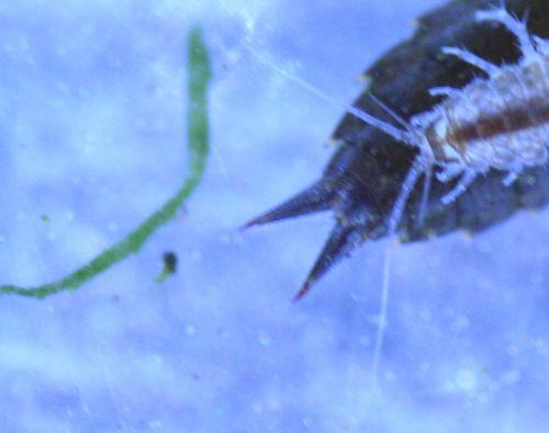 larve lib queue veneux 16 mars 035.jpg