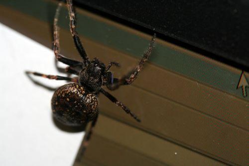 araignée veneux 16 mars 057.jpg