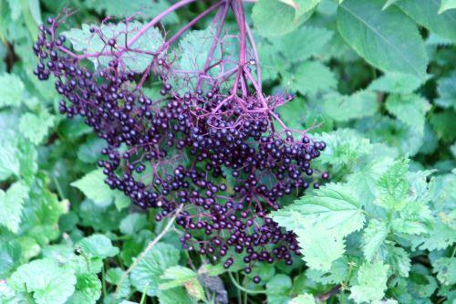 canadensis corymbe mûr romi 2 oct 023.jpg