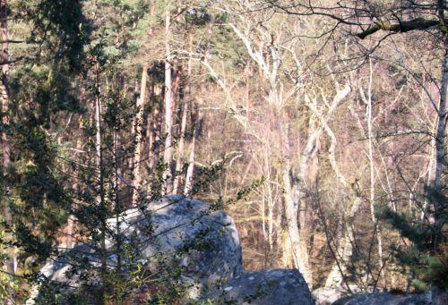 rocher canon feuillus dte 7 mars 2010 012.jpg