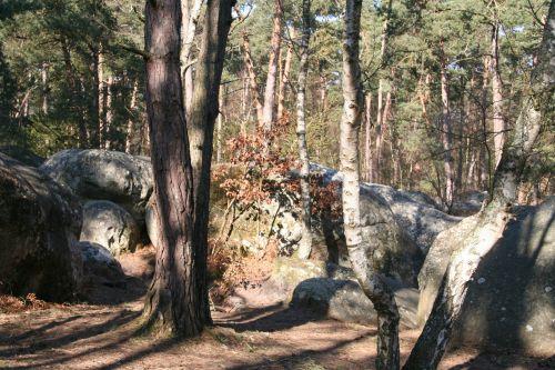 rocher canon hêtre 7 mars 2010 008.jpg