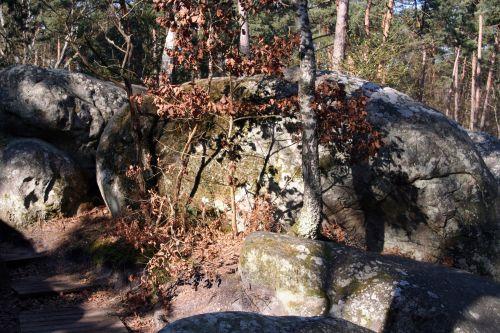 rocher canon hêtre 7 mars 2010 004.jpg