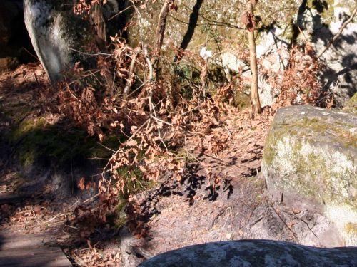 rocher canon hêtre près troncs7 mars 2010 004.jpg