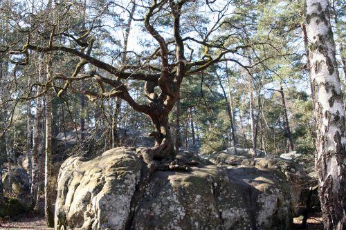 rocher canon chene b 7 mars 2010 016.jpg