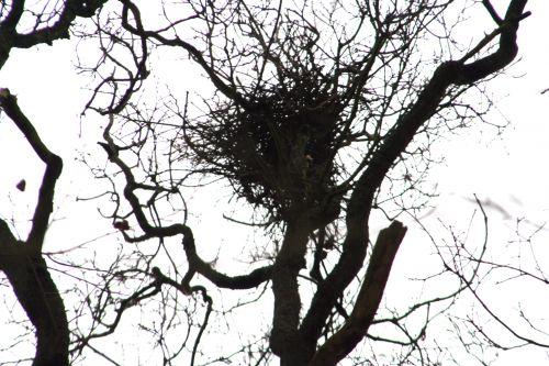 pies 20 février 001.jpg