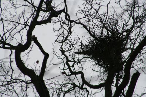 pies 1 queue 20 février 006.jpg