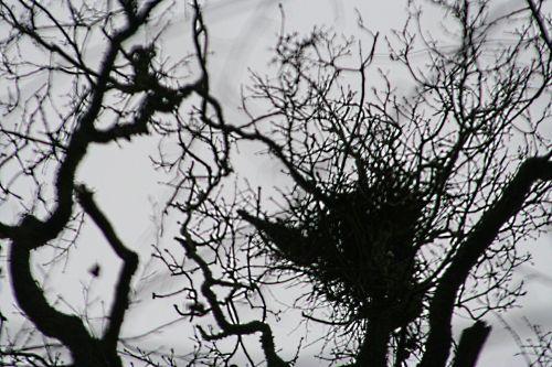 pies 2 queues pp 20 février 004.jpg