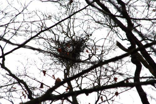 pies nid vue ouest 20 février 010.jpg