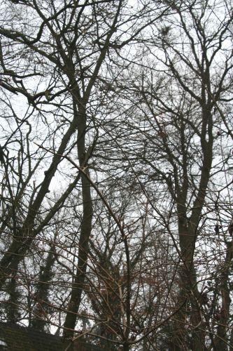 pies 20 février 009.jpg