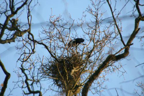 pies 20 février 018.jpg