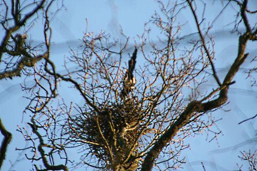 pies pp 20 février 019.jpg